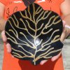 Decorative Hand Carved and Hand Painted Buffalo Horn Leaf Shaped bowl/tray for sale 8 inches - You are buying the Buffalo Horn Bowl/tray pictured for $21.00