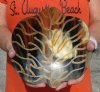Decorative Hand Carved and Hand Painted Buffalo Horn Leaf Shaped bowl/tray for sale 7-3/4 inches - You are buying the Buffalo Horn Bowl/tray pictured for $21.00