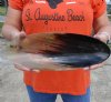 Large Oval Boat Shaped Polished Buffalo Horn Bowl for sale 12-1/2 inches - You are buying the Buffalo Horn Bowl pictured for $22.00