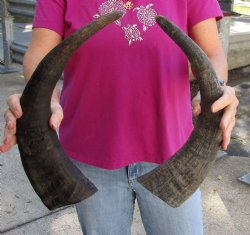 Two piece 18-19" Raw Buffalo Horns 
