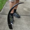 28 inch polished buffalo horn from an Indian water buffalo - You are buying the horn pictured for $19 