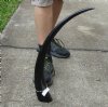 26 inch polished buffalo horn from an Indian water buffalo - You are buying the horn pictured for $19 