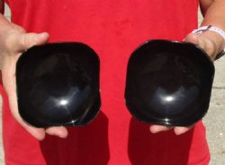 2 pc lot of Decorative Polished Ox Horn, Cow Horn Trays/bowls 4-1/2 inches. Available now for $20.00