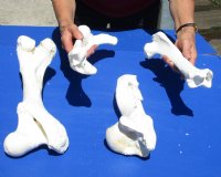 4 piece buffalo leg bone set containing one each: tibia; femur; radius; humerus - $65