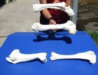 4 piece buffalo leg bone set (Bubalus bubalis) containing one each: tibia; femur; radius; humerus - Review all photos - you are buying the buffalo leg bone set pictured for $65