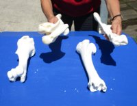 4 piece buffalo leg bone set (Bubalus bubalis) containing one each: tibia; femur; radius; humerus - Review all photos - you are buying the buffalo leg bone set pictured for $65