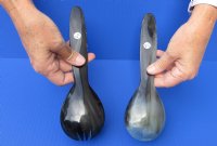 2 pc lot of Polished Buffalo Horn, Cow Horn Soup Spoon and Spork set for sale 9-1/4 inches available now for $20.00