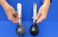 2 pc lot of Polished Ox Horn, Cow Horn Spoon and Slotted Spoon Set for sale 9-1/4 inches for sale $20.00