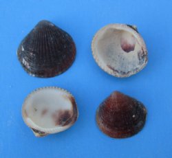 Wholesale Brown Cockle shells 1 inch to 1-1/2 inches -  2 kilos per bag @ $1.25 kilo 