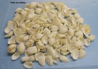 Ark Clam Shells Wholesale 1 to 2-1/4 inches - 2 kilos per bag @ $1.40 a kilo (1 kilo = 2.2 lbs) Min: 2 Bags