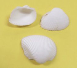 Ark Clam Shells Wholesale 1 to 2-1/4 inches - 2 kilos per bag @ $1.40 a kilo (1 kilo = 2.2 lbs) Min: 2 Bags