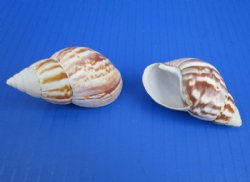 Wholesale Giant African land snails (achatina fulica) for Hermit Crab Homes -  50 pcs @ $.35 each;  200 pcs @ $.30 each