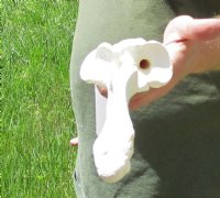 16 inch Water Buffalo radius (Bubalus bubalis) leg bone - Review all photos - you are buying the buffalo leg bone pictured for $20