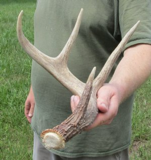 Whitetail Deer Antlers - Sheds - Hand Selected