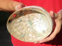 Polished rainbow abalone shell 6-1/2 inches long - you are buying the shell pictured for $19