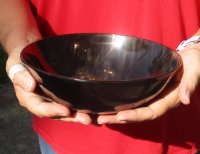 Polished buffalo horn bowl measuring 8" long by 2-1/2 deep.  You are buying the buffalo horn bowl pictured for $19 