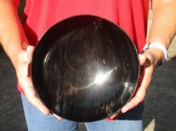 Polished Buffalo Horn, Ox Horn bowl measuring 8" long by 2-1/2 deep buy now for $19 