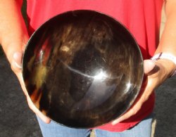 Polished Buffalo Horn, Ox Horn bowl measuring 8" long by 2-1/2 deep For Sale for $19 