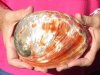 Polished red abalone shell 5-3/4 inches long - you are buying the shell pictured for $16