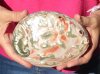 Polished red abalone shell 6 inches long - you are buying the shell pictured for $16