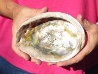 Polished red abalone shell 6 inches long for $16