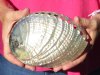 Polished green abalone shell measuring 6-3/4 inches - You are buying the abalone shell pictured for $20 