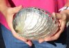 Polished green abalone shell measuring 6-1/2 inches - You are buying the abalone shell pictured for $18 