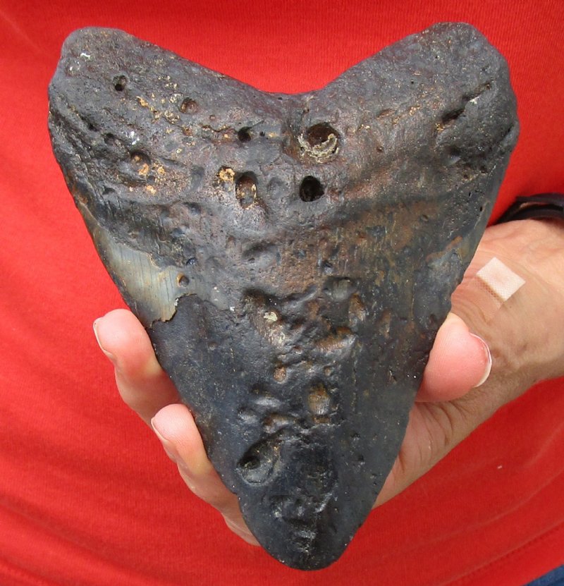5-1/4 inches long Real Megalodon Fossil Shark Tooth for Sale