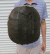 Empty Snapping Turtle Shells Hand Picked