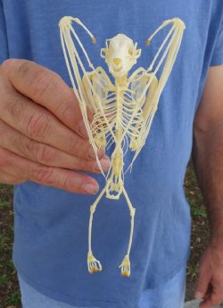 Wholesale Large Fruit Bat Skeleton with wings folded (Rousettus Leschenaultii) measuring 5-1/2" up to 7" long - $70.00 each