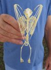 Wholesale Large Fruit Bat Skeleton with wings folded (Rousettus Leschenaultii) measuring 5-1/2" up to 7" long - $70.00 each