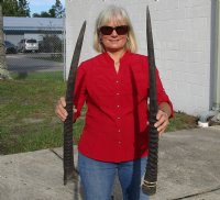 2 pc lot of Gemsbok Horns measuring 27 and 30 inches - Review all photos - You will receive the two horns pictured for $45.00 