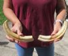 Matching pair of 10-1/4 inch Warthog Tusks, Warthog Ivory from African Warthog (You are buying the tusks in the photo) for $90/pair