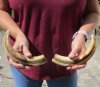 Matching pair of 10 inch Warthog Tusks, Warthog Ivory from African Warthog (You are buying the tusks in the photo) for $90/pair