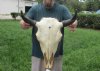 #2 Grade 18 inches wide North American female bison skull for sale - you are buying this one for $85 - (Large Box UPS billed weight 66 lbs)(No Post Office Shipping)