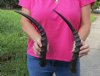2 African Impala Horns, Impala Antlers Animal Horns (not a pair) 17 inches (You are buying the two pictured) for $24  