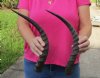 2 African Impala Horns, Impala Antlers Animal Horns (not a pair) 17 inches to 18 inches (You are buying the two pictured) for $24  