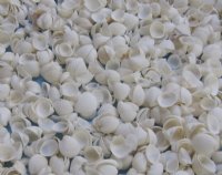 Case of small wholesale Clam Rose shells for crafts - 1/2" to 3/4" - Case of 20 kilos @ $2.50 kilo (44 pounds) 