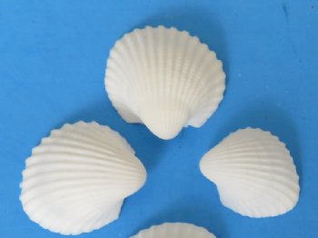Case of small wholesale Clam Rose shells for crafts - 1/2" to 3/4" - 20 kilos @ $2.50 kilo (44 pounds) 