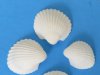 Small Wholesale Clam Rose shells for crafts - 1/2" to 3/4" - Packed: 2 kilos bag @ $3.00 kilo ($6.00 a bag) (1 kilo = 2.2 lbs) 