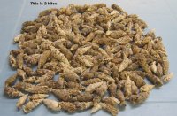 Wholesale Aluco Vertagus, Cerithium aluco shells - 1-1/2" to 2-1/2" - 2 kilo bag @ $1.50 kilo; Min: 4 kilo