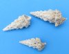 20 kilos Wholesale Cerithium Nodolosum shells, knobby cerithiums, 1-3/4 to 3-3/4 inches - Case of 20 kilos @ $1.50 a kilo