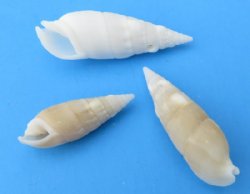 Wholesale Cerithium Vertagus Shells, White Cerithiums, 1-1/4 to 2-3/4 inches -  2 kilos @ $2.00 a kilo (Min 2 bags)
