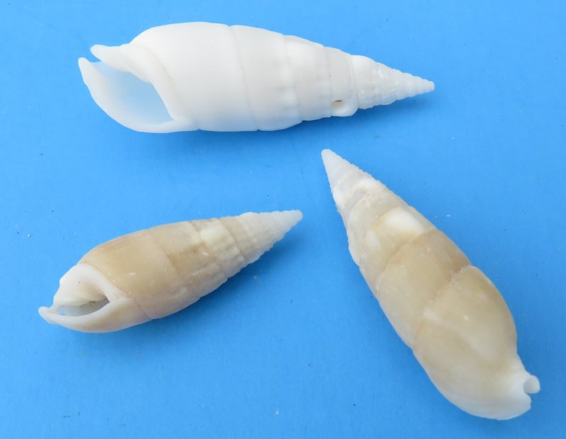 1-3/4 Inch ~ 2 Inch PEPPERLONELY 20 PC White Center Cut Cerithium vertagus Sea Shells 