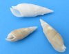 Wholesale Cerithium Vertagus Shells, White Cerithiums, 1-1/4 to 2-3/4 inches - Bag of 2 kilos @ $2.00 a kilo ($4.00 a bag) (Minimum 2 bags)