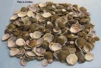 Wholesale Codakia punctate clam shells in bulk - 1" to 2-1/2" - 2 kilos @ $1.50 kilo - Min 4 kilos 
