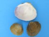 Case of wholesale Codakia punctata clam shells in bulk for making crafts - 1" to 2-1/2" - Case of 20 kilos @ $1.30 kilo (46 pounds)