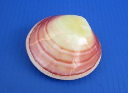 Wholesale Polished Tiger Clam Pairs Shells 3 inch (pairs are glued together) - 25 pcs @ $1.20 each; 100 pcs @ $1.08 each