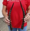 Matching Pair of Female Blesbok horns, 14 inches. You are buying the 2 horns shown for $25