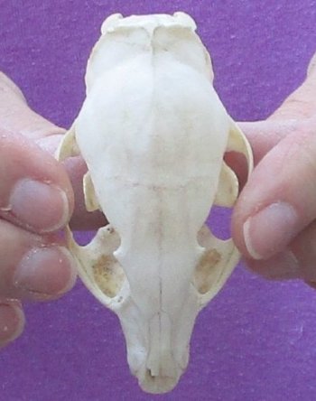 3-1/4 inch #2 Grade South African spotted Genet skull for $32